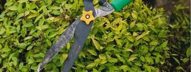 Poda estas plantas en marzo para que florezcan a lo grande esta primavera