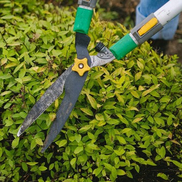 Estas son las cinco plantas que hay que podar en marzo si queremos que florezcan de forma espectacular esta primavera