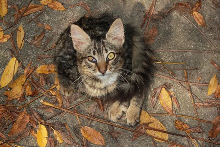 Paracetamol Gato