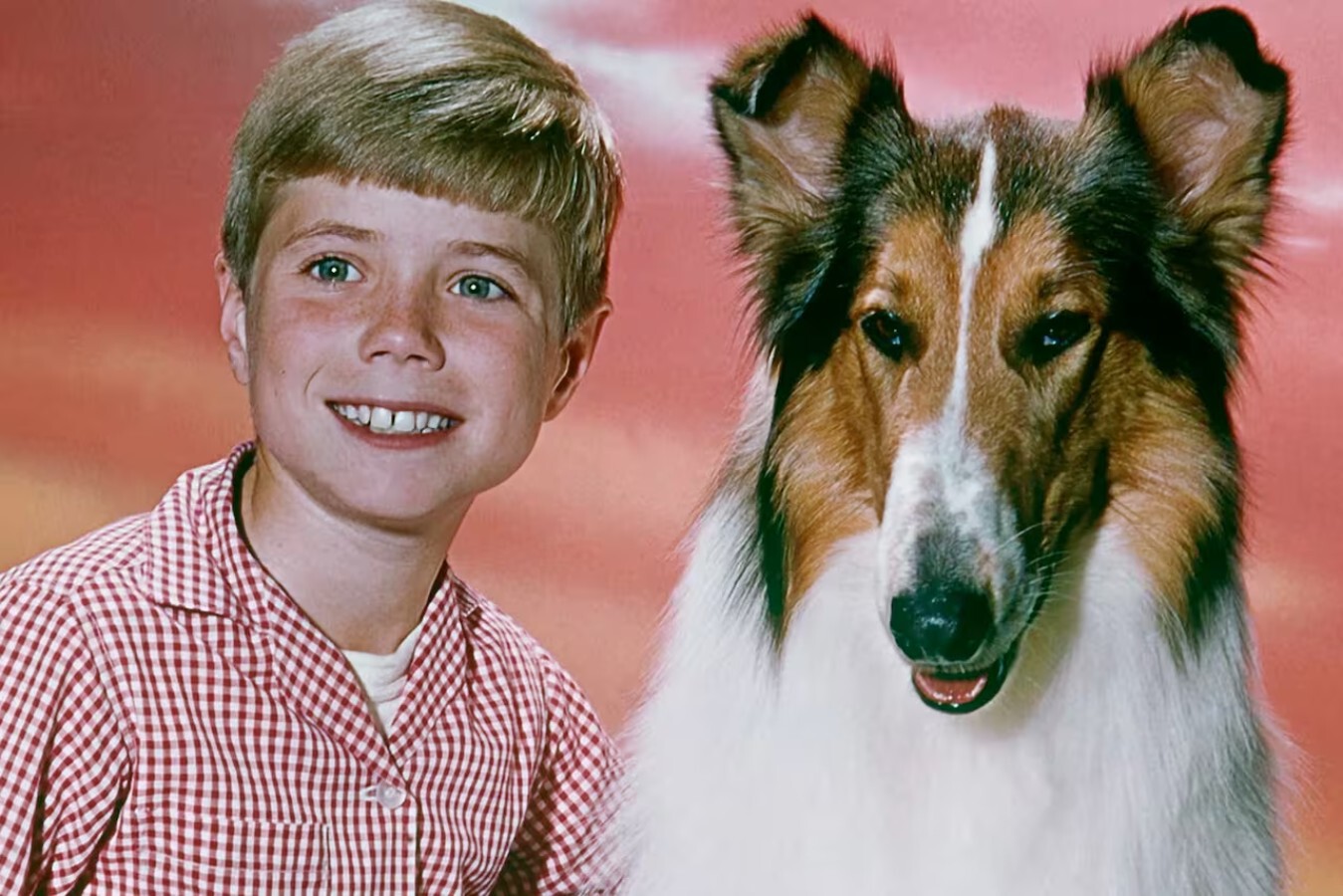 Lassie, el famoso perro collie de cine y televisión