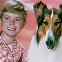 Por querer ahorrarse el sueldo del dueño de Lassie, este estudio de Hollywood acabó perdiendo una franquicia millonaria