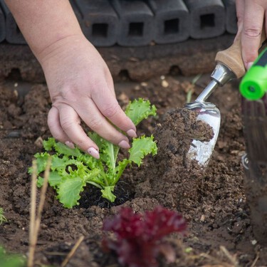Septiembre marca un nuevo comienzo en el huerto: estas son las hortalizas que conviene plantar ahora para cosechar en otoño e invierno 