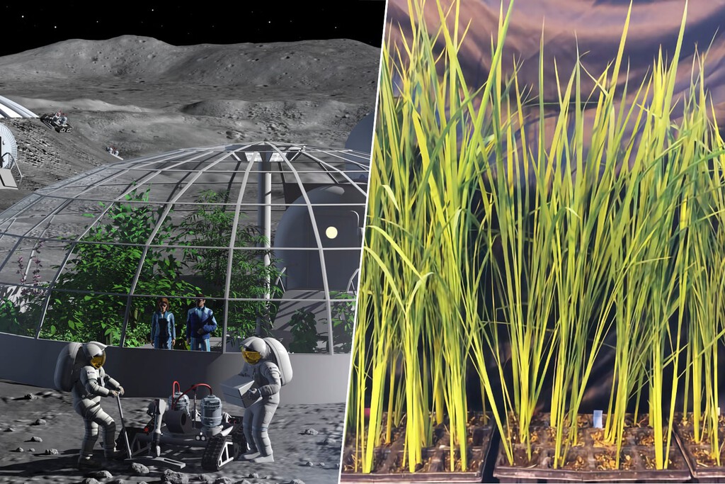 Italia tiene un objetivo: que en la Luna se coma risotto. Y ya investigan un arroz superenano y con más proteínas