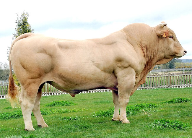 Toro Rubia Gallega