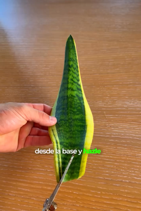 Captura De Pantalla 2025 11 19 100527