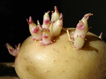 Potato Sprouts