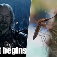 Por primera vez en la historia hay mosquitos en Islandia. Y se suponía que hasta ahí no podían llegar