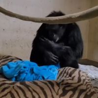 La tierna reacción de una madre chimpancé al reencontrarse con su cría tras la cesárea que nos ha emocionado
