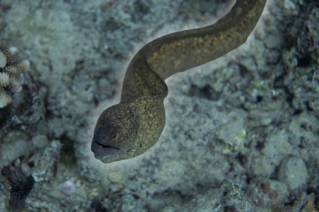 Anguila Serpiente O Pez