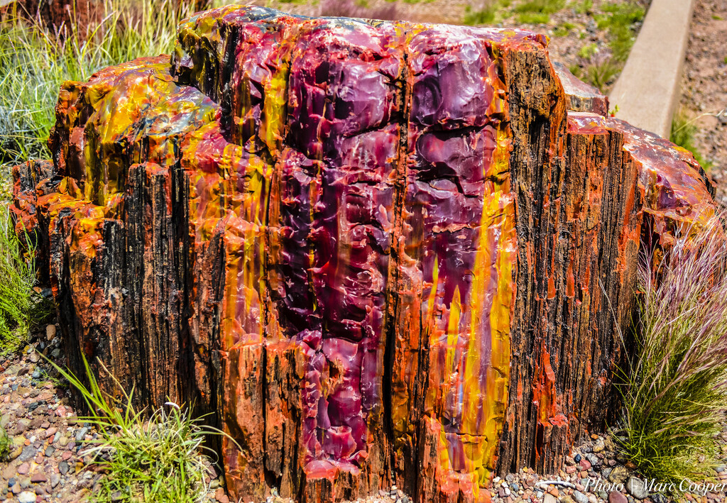 Lo que ves no es pintura, el árbol que cae en el bosque no desaparece: a veces tarda más de dos siglos en mostrar sus colores