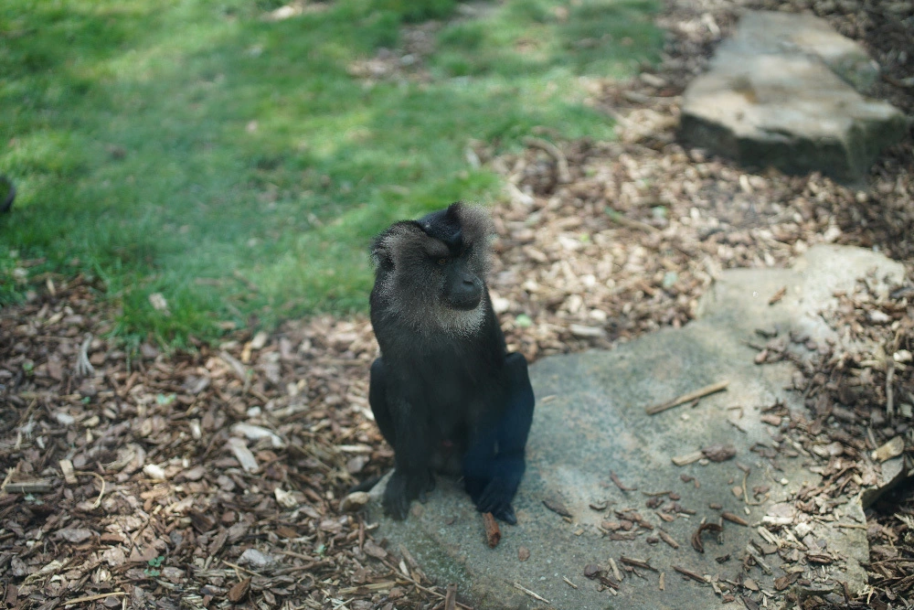 Foto de Muestras FE 50mm F1.4 ZA (10/16)