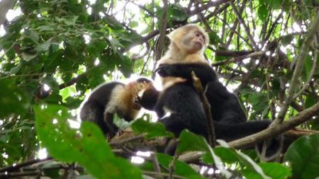 monkeysmanuelantonio