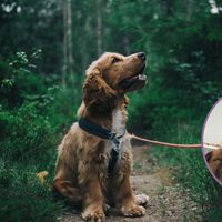 Estos son los minutos que deberías pasear a tu perro según su edad para proteger su bienestar, recomendado por una veterinaria