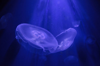L'Aquarium de Barcelona: guía para reconocer las medusas más peligrosas