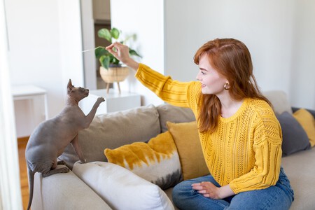 Gatos