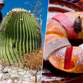 En México la fruta escarchada de la rosca de Reyes viene de un cactus gigante. Gusta tanto que han tenido que prohibirla