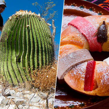 En México la fruta escarchada de la rosca de Reyes viene de un cactus gigante. Gusta tanto que han tenido que prohibirla