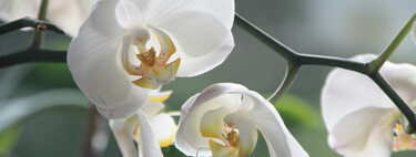 Cuatro consejos para que tu orquídea vuelva a florecer en casa 
