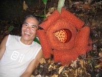 Rafflesia: la pestilente belleza de una de las flores más grandes del mundo