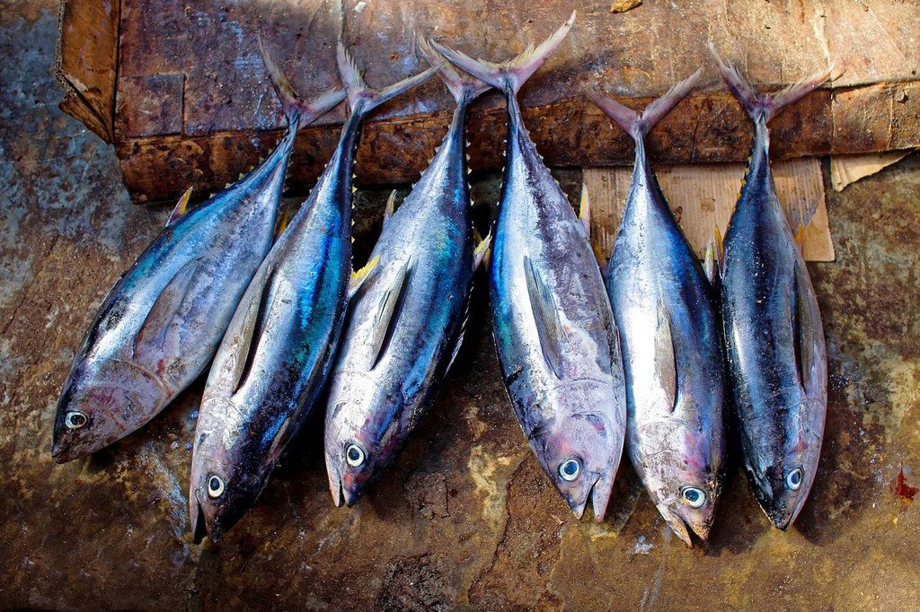 Empieza la temporada del atún: te proponemos cinco recetas para disfrutar este sabroso pescado 