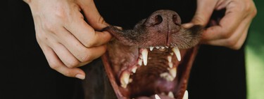 Si tu perro empieza a morderte y crees que no has hecho nada, repasa esta lista de cosas
