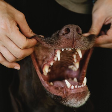 Si tu perro empieza a morderte y crees que no has hecho nada, repasa esta lista de cosas