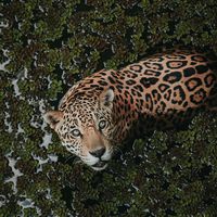 Alguien ha contado cuántos jaguares salvajes quedan en todo México. Hay muy buenas noticias 