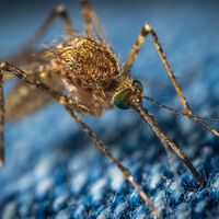 La alternativa a los insecticidas químicos para acabar con los mosquitos y moscas en casa  