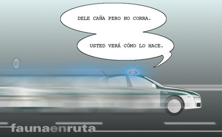 fauna en ruta - Guardia Civil