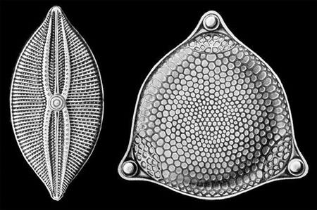 La Luna podría tener fósiles provenientes de la Tierra
