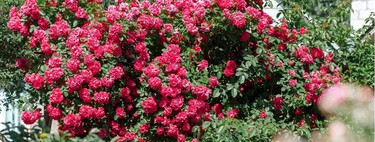 El sencillo cuidado que debes hacer ahora a tus rosales para que sigan llenándose de flores durante el verano 