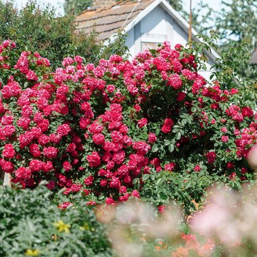 El sencillo cuidado que debes hacer ahora a tus rosales para que sigan llenándose de flores durante el verano 