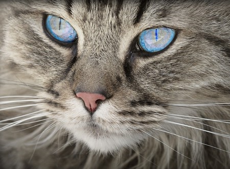 Son Gatos Amenaza Para Otras Especies