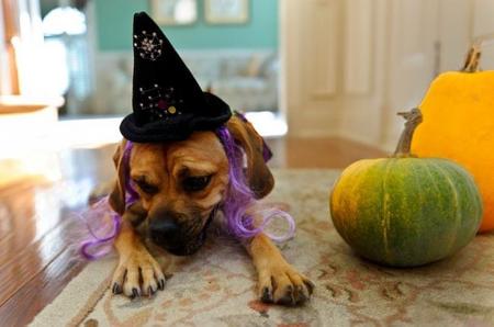 Fiesta de Halloween solidaria con los animales