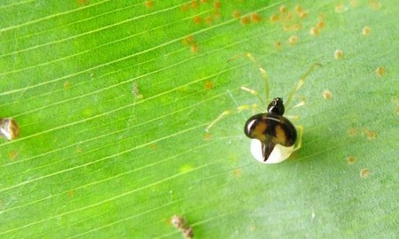 Se descubren dos especies de arañas que viven en armonía en grandes colonias