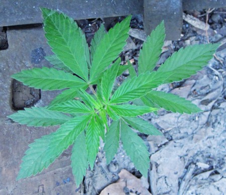 Los falsos recuerdos que provoca el cannabis