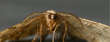 Diego Fernández, ingeniero químico: “Para repeler polillas, mezcla 60 ml de agua con 30 ml de alcohol”