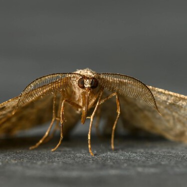 Este ingeniero químico propone un sencillo truco para ahuyentar polillas del armario sin usar naftalina: solo necesitas agua y alcohol 