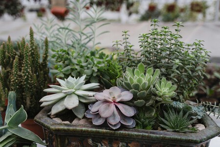 Plantas que resisten la sequía