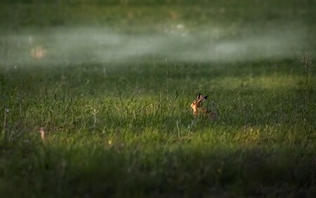 Erik Karits Rabbit 5956422