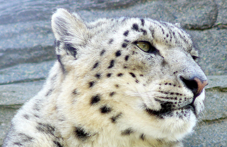 Snow Leopard: Aún más mejoras y algunas novedades