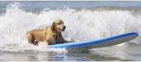 Playas para perros