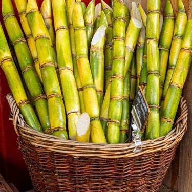 Lánzate al Festival Gastronómico Cultural Caña, Sones y Sabores en Colima: fechas, actividades y todo lo que habrá en esta gran fiesta 