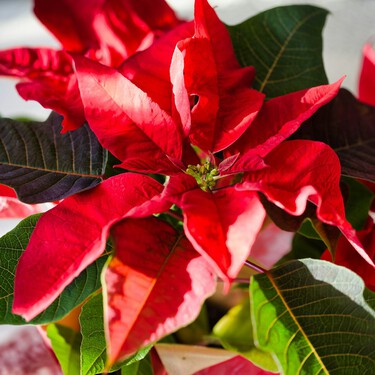 Ya a la venta en Lidl la planta más típica de Navidad: colorida y muy fácil de cuidar