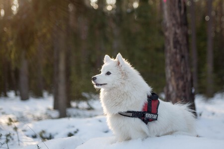 Llevar Perro Nieve