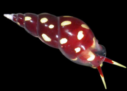 Aceleración de la evolución como consecuencia del calentamiento de la Tierra