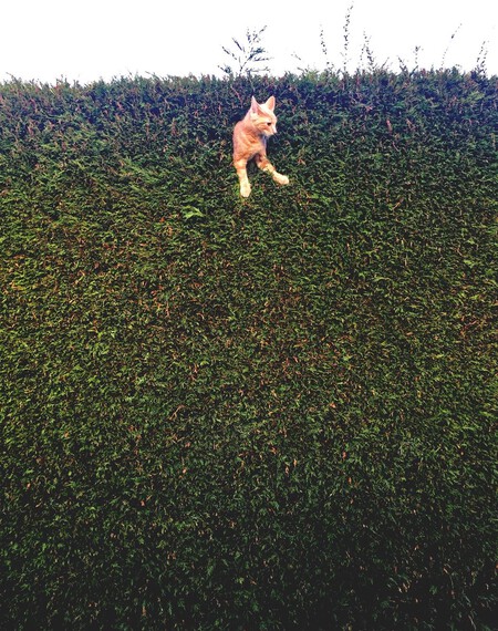 Jack The Cat Stuck In The Hedge