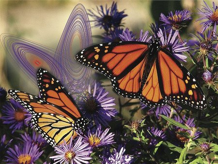 Efecto mariposa y atractores (I)