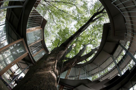 Kindergarten Around Tree Zelkova Fuji Tezuka Architects 33