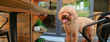 ¿Puedes entrar con tu perro a un bar o restaurante? La Ley de Bienestar Animal aclara qué está permitido y cuándo te pueden sancionar 